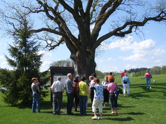 300 vuotta vanha tammi