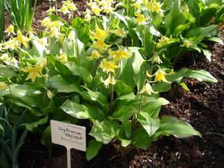 Kasvitieteellinen puutarha